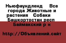 Ньюфаундленд  - Все города Животные и растения » Собаки   . Башкортостан респ.,Баймакский р-н